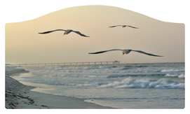 DASHELL-126 Going Home (Seascape)